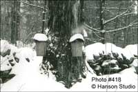 Sap Buckets and Snowy Wall